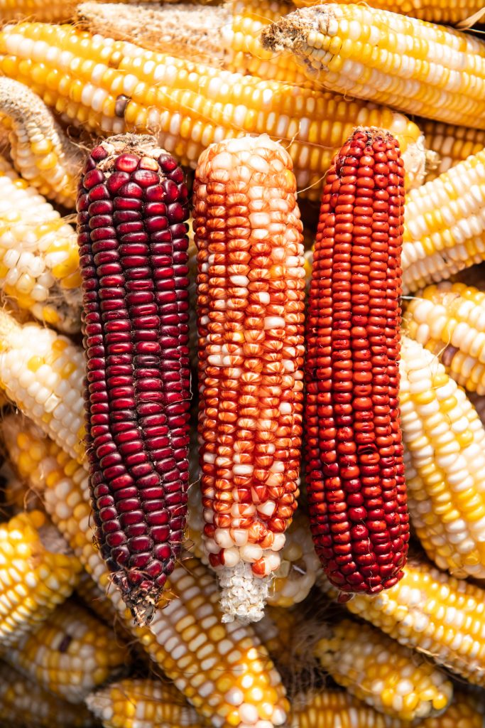 colorful ears of corn