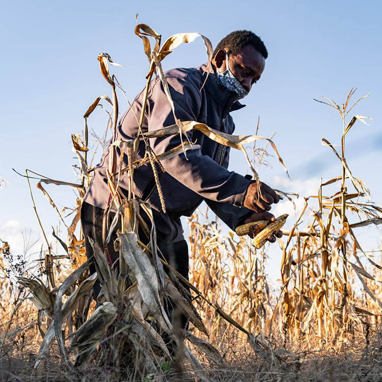 A farmer harvesting corn
