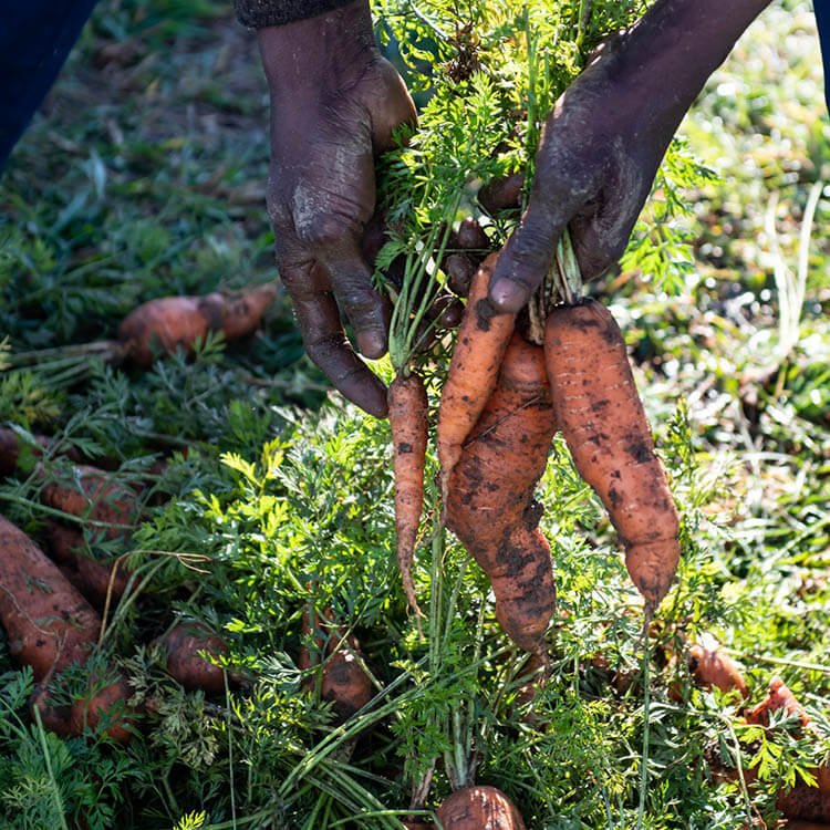 Carrots being harvested