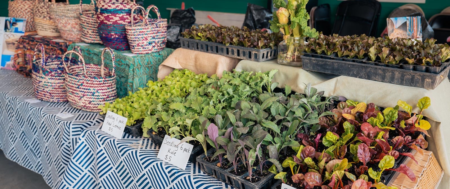 Colorful woven baskets and fresh vegetable seedlings displayed for sale indoors