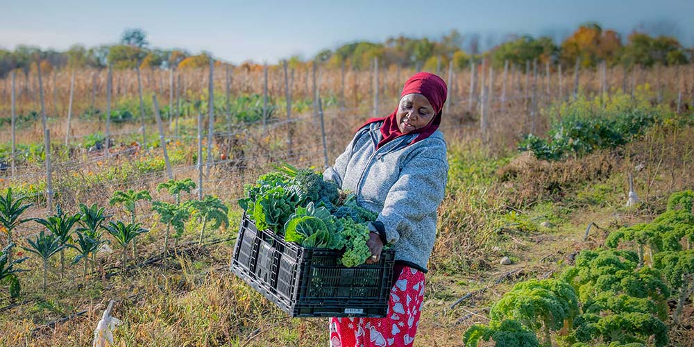 Somali Bantu woman harvesting leafy greens on sunny, colorful autumn farm field