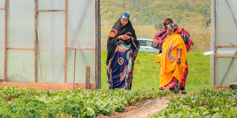 Somali Bantu women walking through greenhouse filled with leafy greens